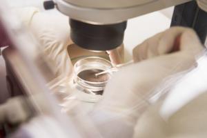 An embryologist brings eggs and sperm together in the lab